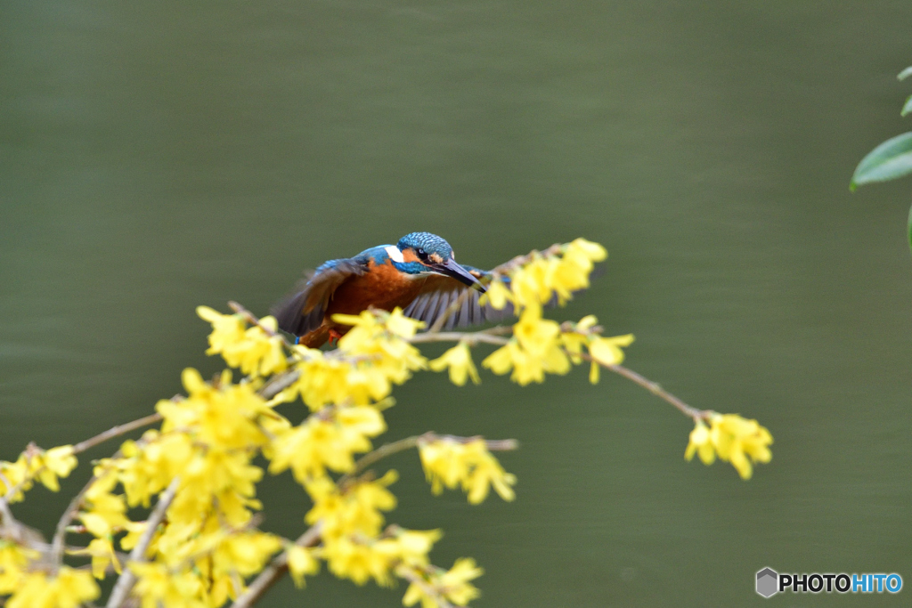 レンギョウとカワセミ