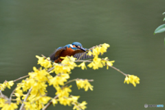 レンギョウとカワセミ