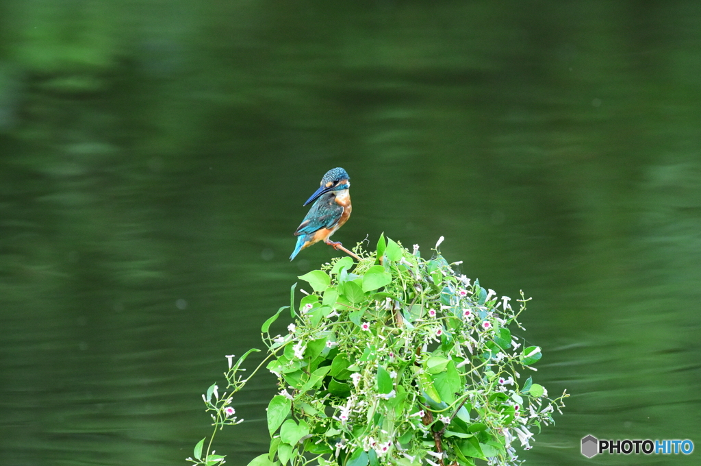 早乙女カズラとカワセミ