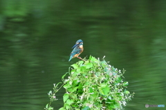 早乙女カズラとカワセミ