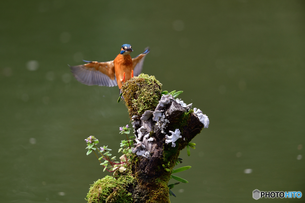 コケとカワセミ