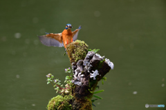 コケとカワセミ