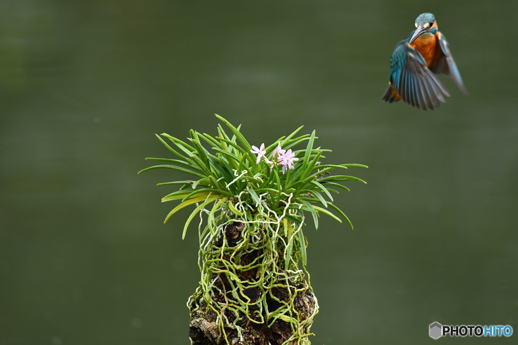 富貴蘭とカワセミ