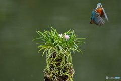 富貴蘭とカワセミ