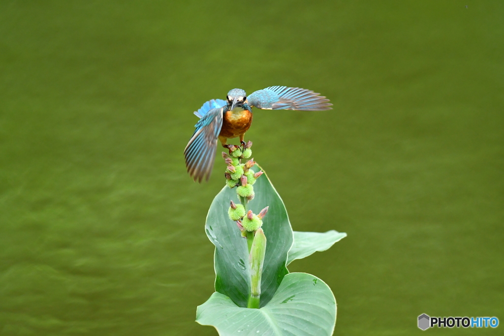 カンナの実とカワセミ