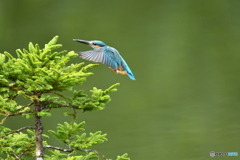 エゾマツとカワセミ