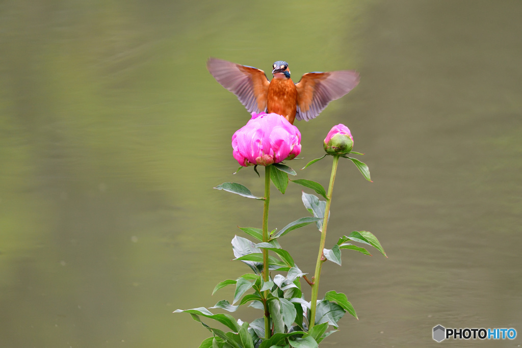 シャクヤクとカワセミ