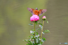 シャクヤクとカワセミ