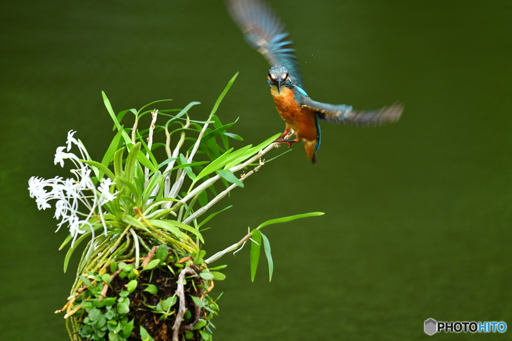 フウランとカワセミ