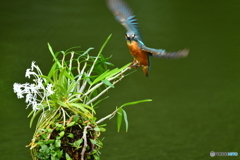 フウランとカワセミ