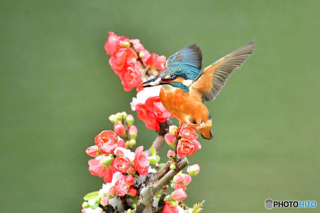ボケの花とカワセミ