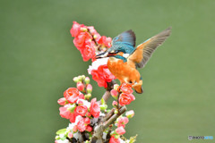 ボケの花とカワセミ