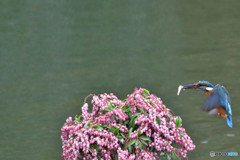 アセビとカワセミ