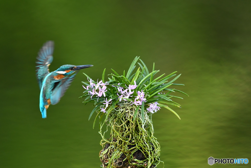 富貴蘭とカワセミ