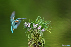 富貴蘭とカワセミ