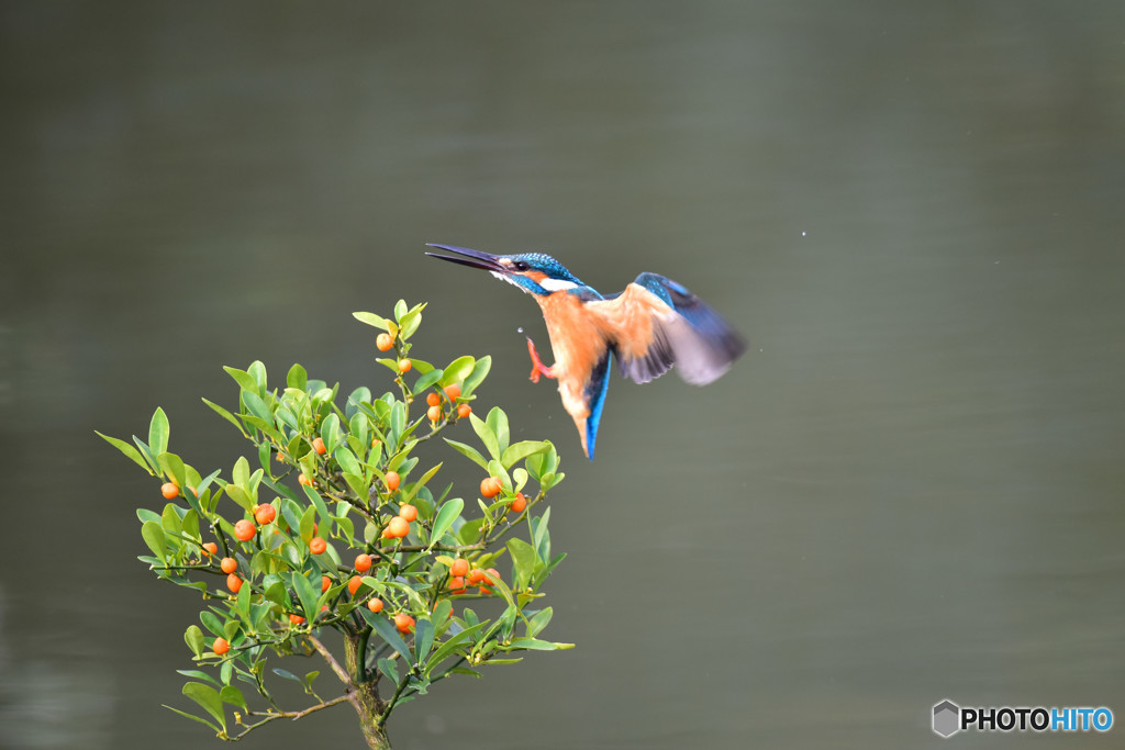キンズとカワセミ