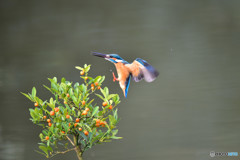 キンズとカワセミ