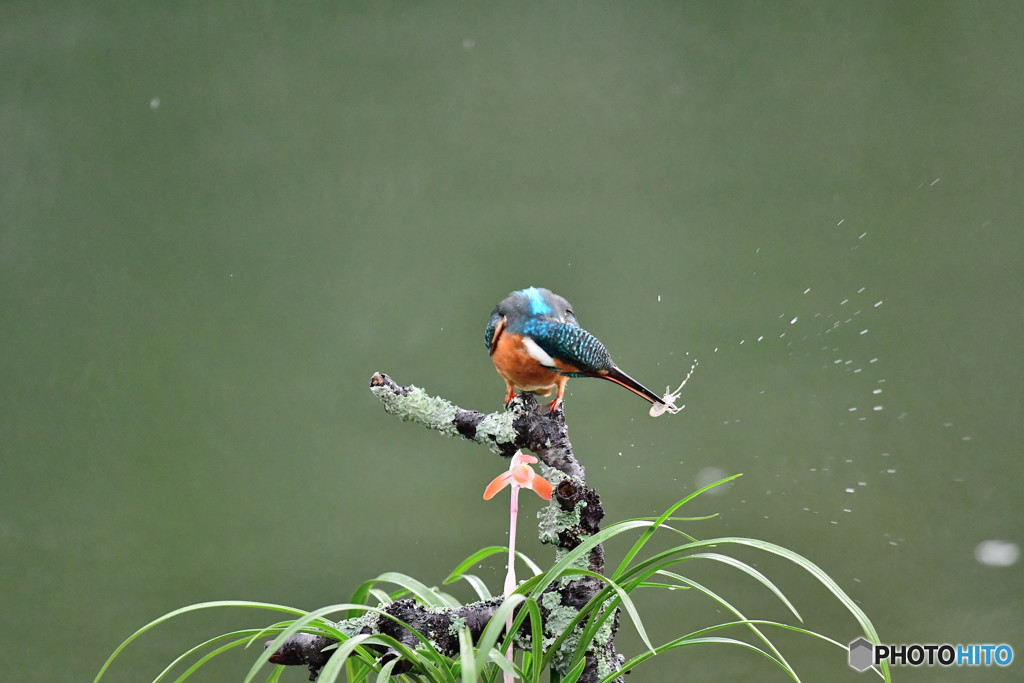 春蘭とカワセミ