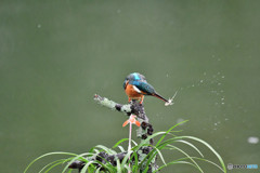 春蘭とカワセミ