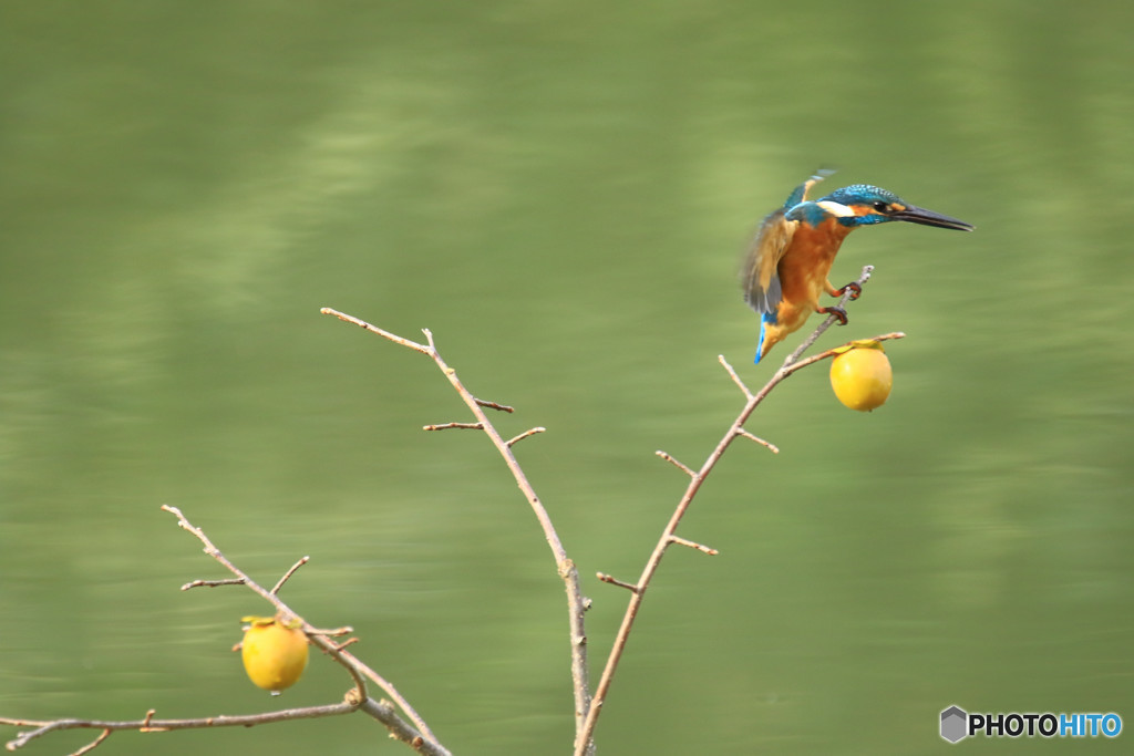 マメガキとカワセミ