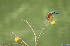 マメガキとカワセミ