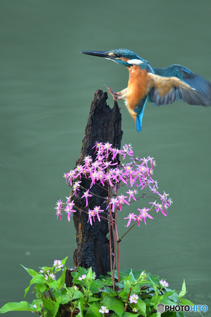 大文字草とカワセミ