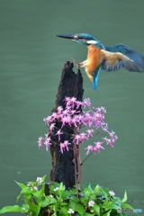 大文字草とカワセミ