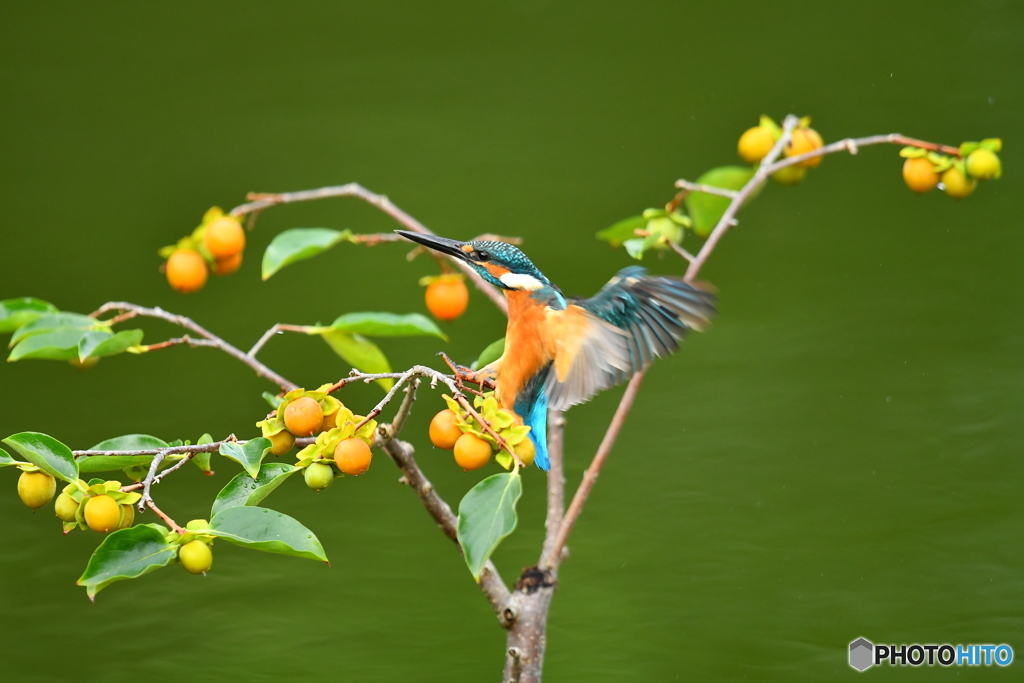 マメガキとカワセミ