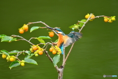 マメガキとカワセミ