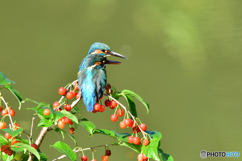 サクランボとカワセミ