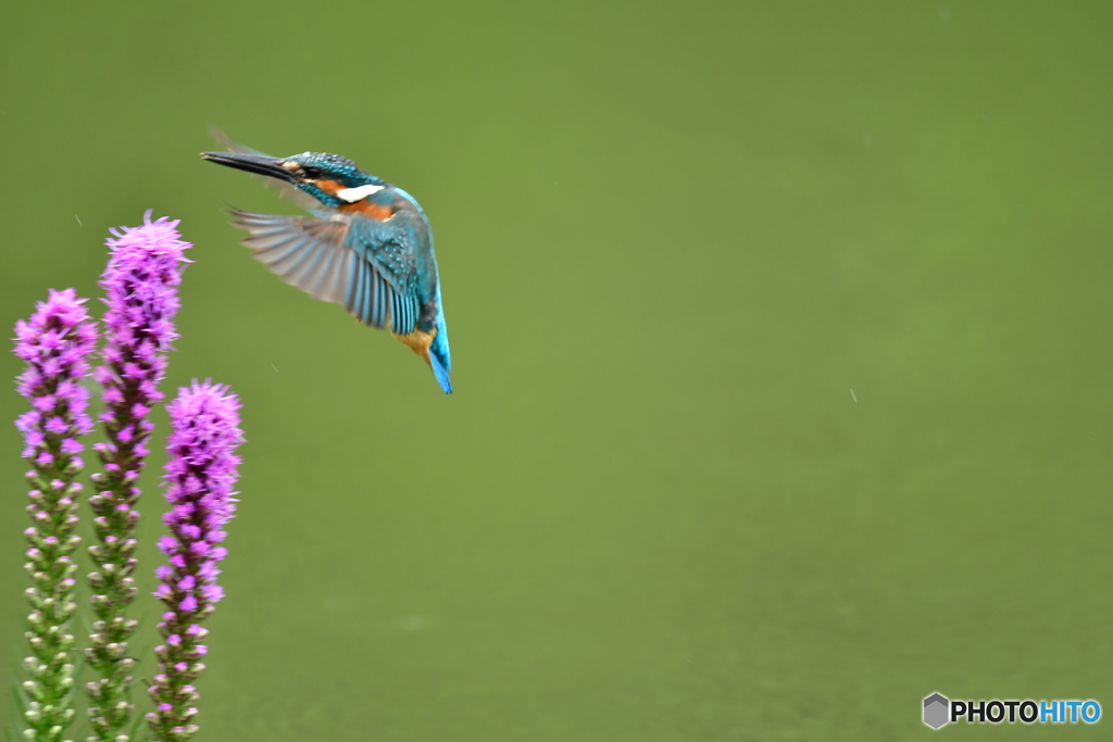 リアトリスとカワセミ