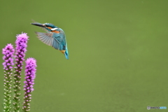 リアトリスとカワセミ