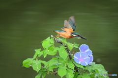 朝顔とカワセミ