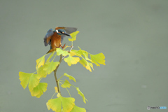 銀杏とカワセミ