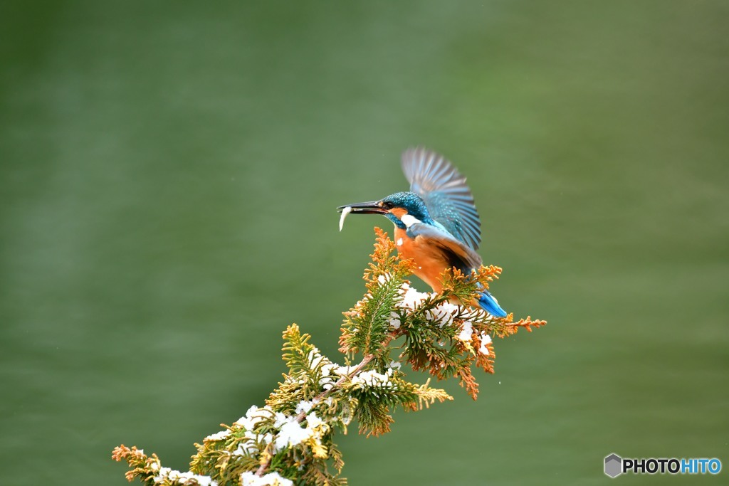 檜葉とカワセミ
