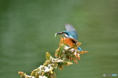 檜葉とカワセミ