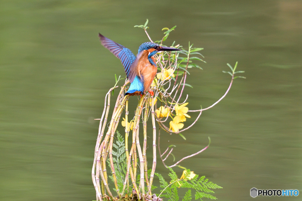 竹葉セッコクとカワセミ