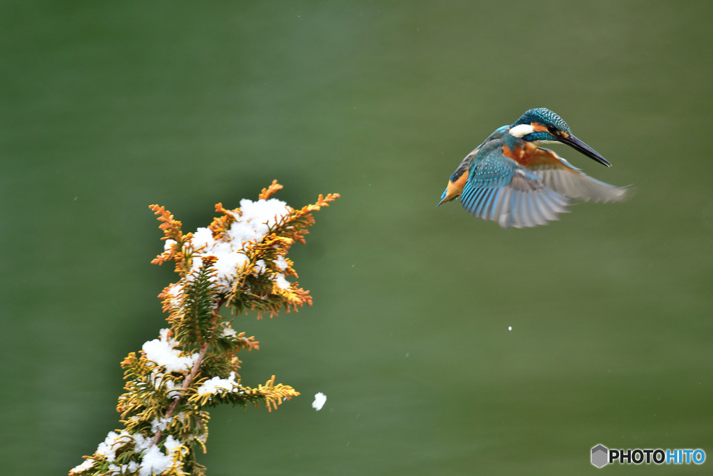 檜葉とカワセミ