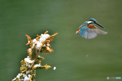 檜葉とカワセミ
