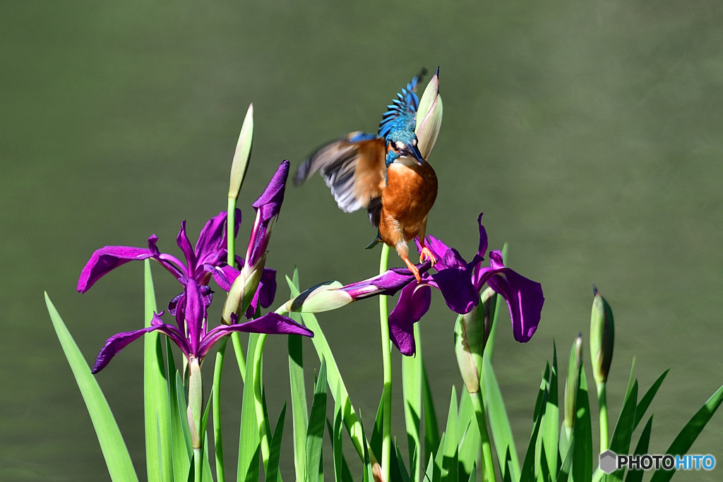 カキツバタとカワセミ