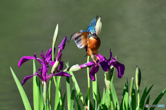 カキツバタとカワセミ