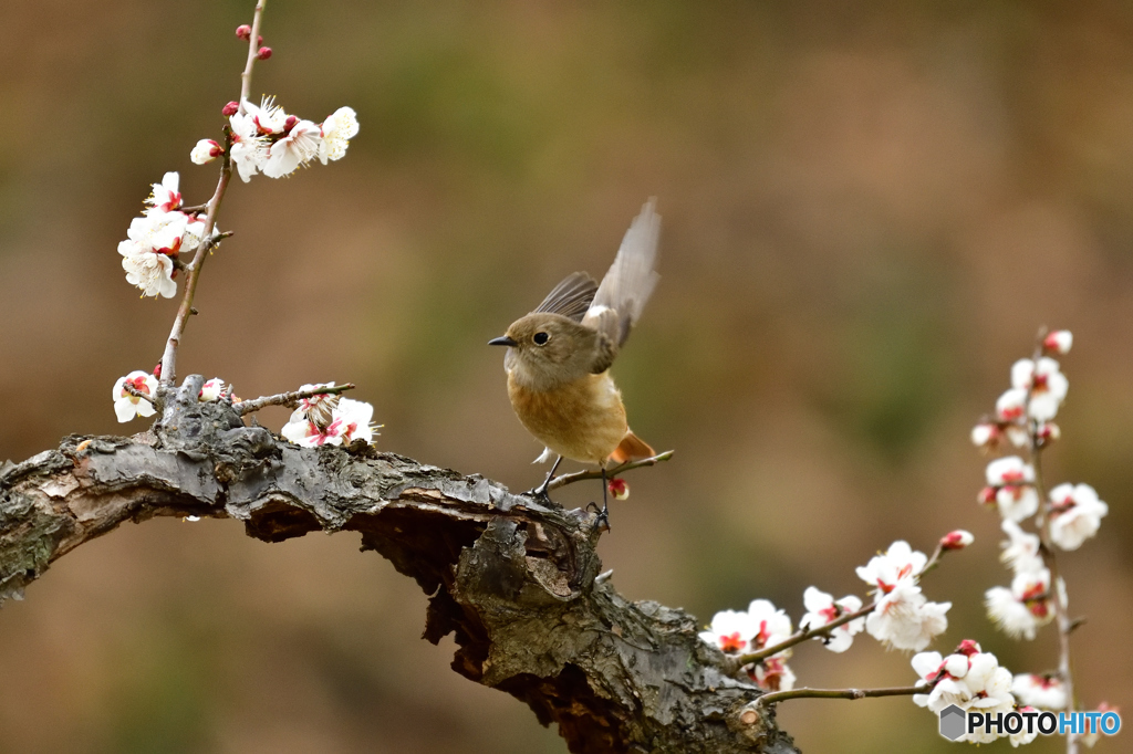 梅とジョウビタキ