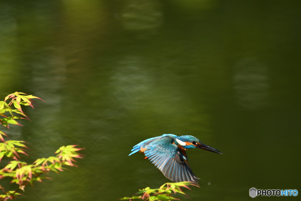 紅葉とカワセミ