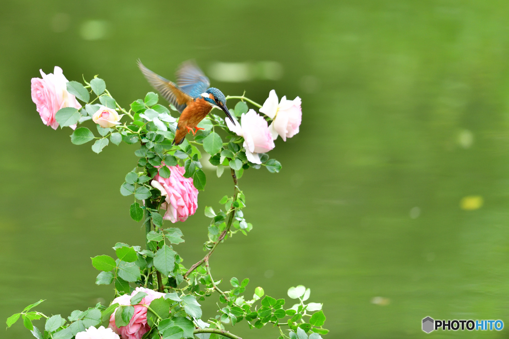 バラとカワセミ