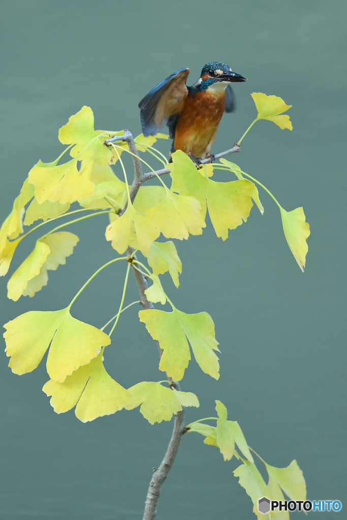 銀杏とカワセミ