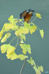 銀杏とカワセミ