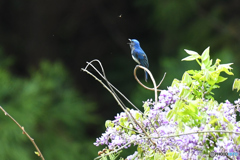 フジの花とオオルリ