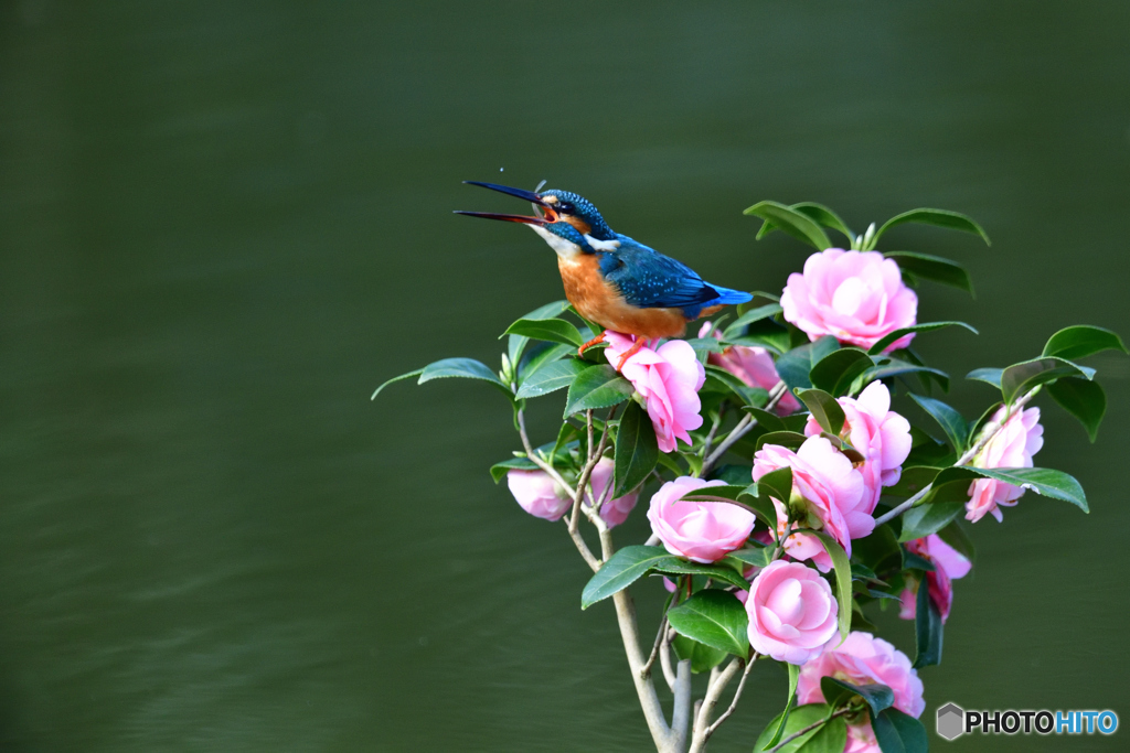 ツバキとカワセミ