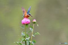 シャクヤクとカワセミ