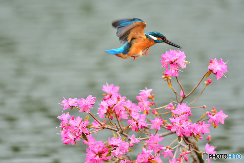 吉野ツツジとカワセミ